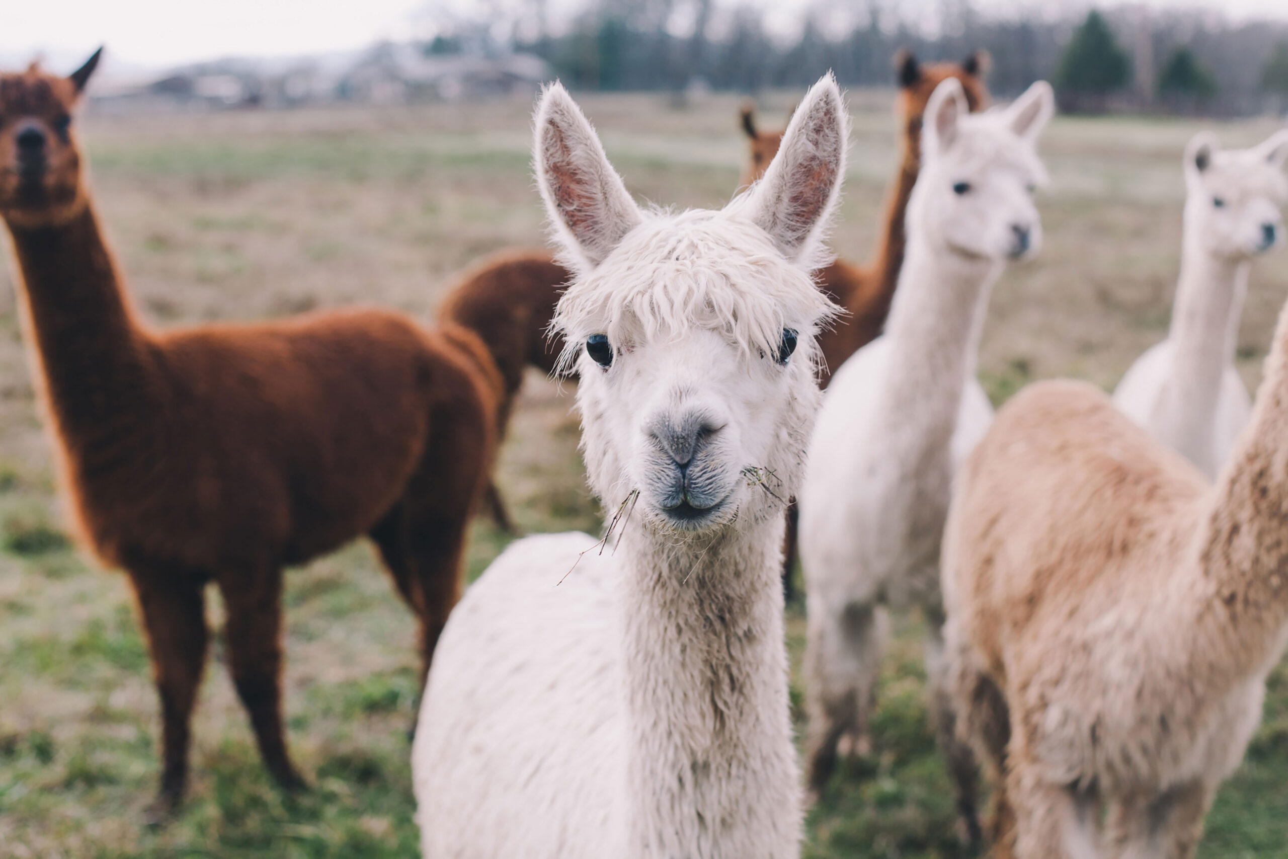 alpaca