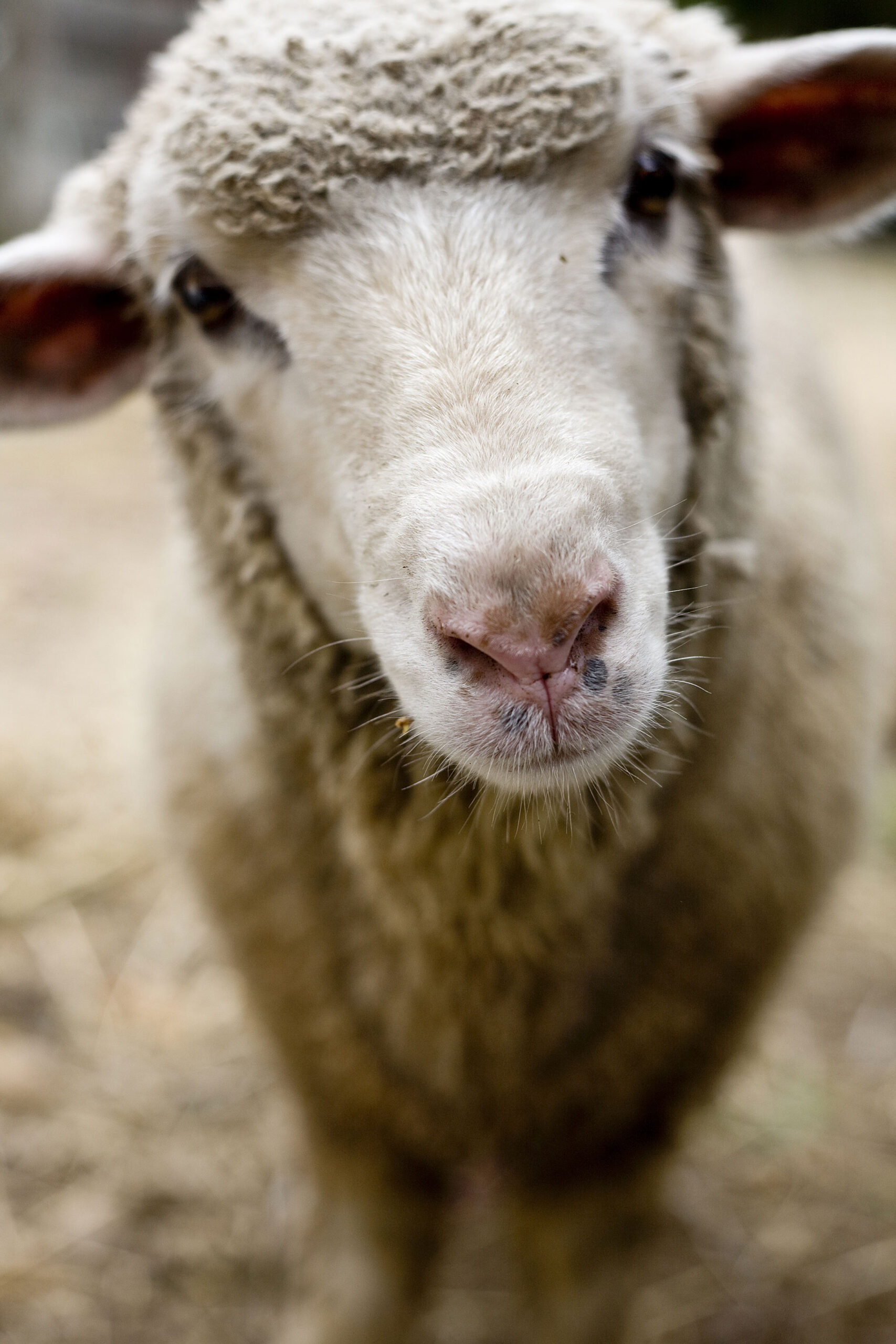 schaap-hoog